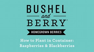 BUSHEL AND BERRY 2 Gal. Bushel and Berry Baby Cakes Blackberry Dwarf, Thornless Live Plant Shrub 1008158