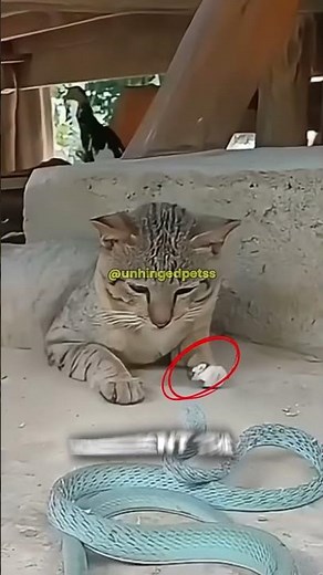 Snake Struck But This Cat Was Already Gone #CatReflexes #Wildlife #Shorts