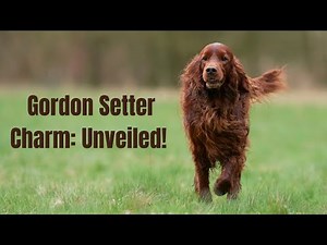 🐾 Unleashing the Gordon Setter: A Guide to Gordon Setter Characteristics 🐶
