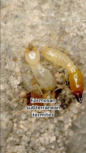 Termite Swarming Season