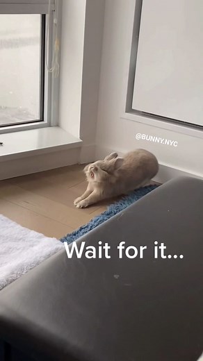 Bunny version of Uptown funk -ft. Miffy #bunnynyc #bunny #fyp #petsoftiktok