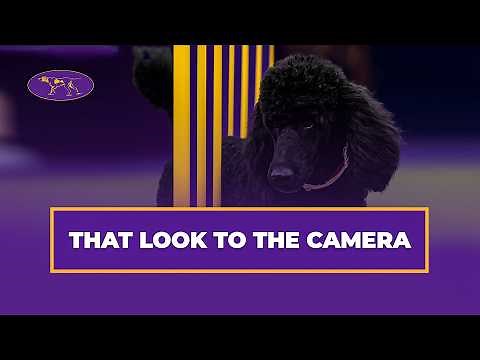 Kai the Standard Poodle Steals the Show at the 2025 Masters Agility