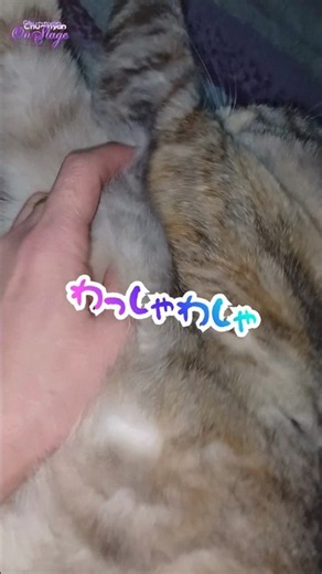 猫のもふもふがやめられないママ🩷【ちゅ〜にゃんおんすて〜じ shorts-600】 #shorts #ねこ #オンステージ #猫動画