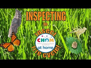 Insect Life Cycles!