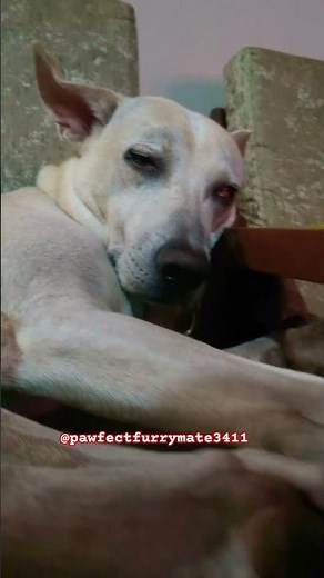 Art of Sleeping with eye's open 👁️👁️ #youtubeshorts #bruno #shorts