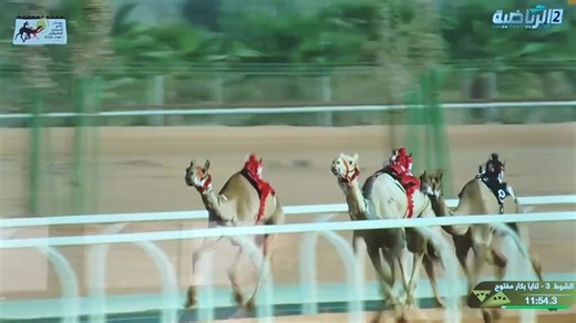 #abu Dhabi Tik tok for you page maidan al dhfra tul hijn camel Dubai racing camel 🐪🐪🐫🐫🐪🐫🐫🐫🐪🐫🐫🐫🐫🐪🐪🐫🐫🐫🐫🐪🐪🐪🐪🐪🐪🐪🐪