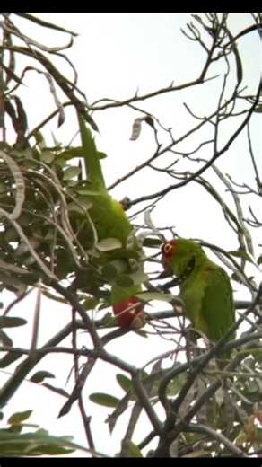 Red-masked Parakeet Psittacara erythrogenys Guayas, Ecuador 🇪🇨 | North Africa Parrot Services