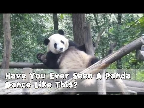 Have You Ever Seen A Panda Dance Like This? | iPanda