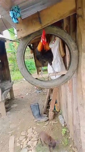 Ang mag-aamang apache na purong labuyo. #flex #apache #pachehan #labuyo #fblifestyle #juanlagalag | Juan Lagalag