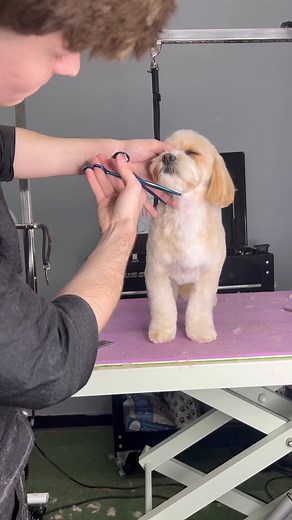 Adorable Cavachon Puppy Getting Groomed | Dogs by Logan