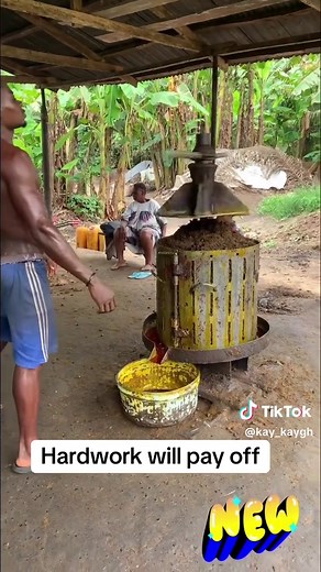 Extracting Organic Pure Palm Oil: The Process