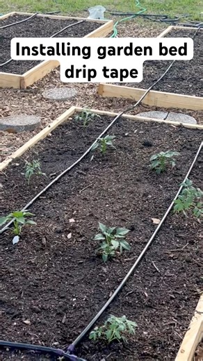 Finally installed drip tape irrigation in my raised beds this past weekend.