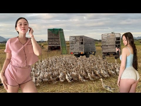 A close-up view of the explosion of ducks roaming across vast rice fields, with over 10,000 ducks.