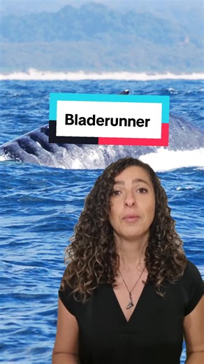 🇧🇷 Blade Runner não é só nome de filme. É o nome de uma baleia jubarte que sobreviveu a um atropelamento por embarcação na Austrália. Vista pela primeira vez em 2001 com ferimentos profundos, ela se recuperou, foi monitorada ao longo dos anos e já foi registrada como mãe em mais de uma temporada. Uma verdadeira sobrevivente e um alerta sobre como podemos reduzir colisões entre navios e baleias. Medidas mitigatórias 🐋 Diminuição da velocidade dos navios 🐋 Observadores de bordo dedicados à loc