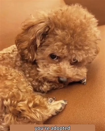 Cavapoo Dog on Instagram: "Via @cavapoo.igvn Don’t make him cry 🥲💖 🛍 You can order Short, long-sleeve tee and Hoodie featuring prints of other dog breeds by LINK TO PURCHASE IN OUR BIO 👕⤵️ OR Visit website: https://teepetus.com/cavapoo ====👍 Why choose us? ===== 🚚 Worldwide Shipping ✈️🌎 👕 💥 100% Satisfaction Guarantieed 💥 100% High Quality Fabric 💥 100% Printed in the USA ————-————————————- 💓 We are sure you will like it 😘 #cavapoo #dogsofinstagram #cavapoosofinstagram #puppy #cavoo