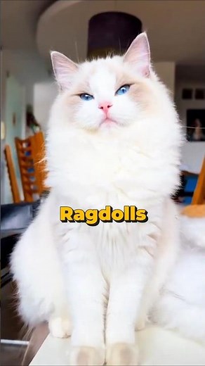 Are Ragdolls The Worst Hunting Cats?
