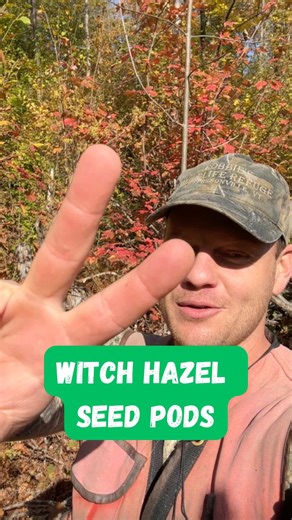 The Exploding Plant Chronicles, Volume II: Witch Hazel (Hamamelis virginiana)! #plant #plants #plantsofig #plantsofinstagram #plantsofinsta #nature #wild #outdoor #outdoors #woods #forest #forests #botany #ecology #forester #vermont | Ethan Tapper