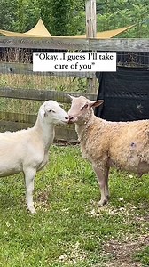 Two sheep who escaped a slaughterhouse at different times this summer, have found refuge at Woodstock Farm Sanctuary. Watch how they quickly they, now named Walt and Waldo, bond and discover their safe new home where they will live the rest of their natural lives with protection and respect. Please consider donating toward the care of these precious rescued sheep at WoodstockSanctuary.org/donate. | Animal Save Movement