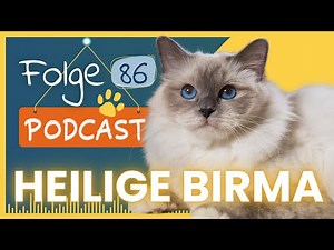 Die Heiligen Birma - Immer an deiner Seite I #86