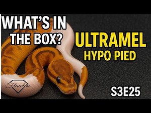The Future of Ultramel Hypo Pied Ball Pythons Starts HERE! | What’s in the Box? S3E25