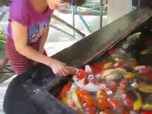 24K views · 170 reactions | Colorful fish | Amazing world | Facebook