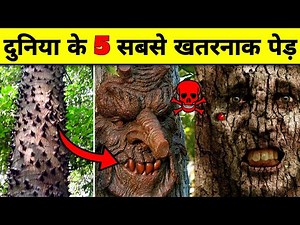 5 Most Dangerous Trees of the World | Enigmatic Trees | Fact Hindian