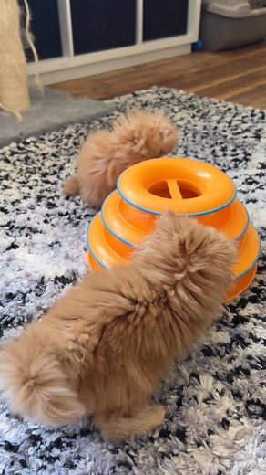 1K views · 50 reactions | Play time. | Petticoat Persians | Facebook