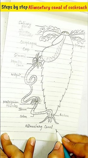 Alimentary canal of cockroach #cbse #biology #12th #bsc #neet #animals #drawing