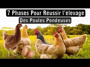 7 Phases pour réussir l'élevage des poules pondeuses