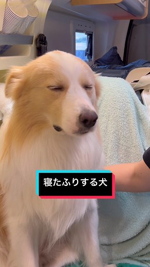 寝たふりする犬 〜ボーダーコリーのライト〜