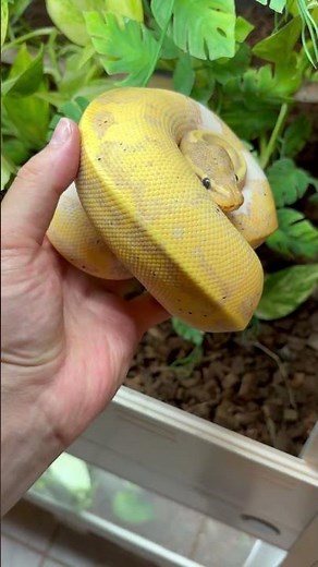 Banana Orbit Piebald - World's First Ball Python