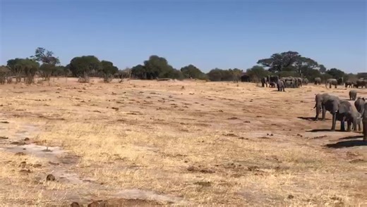 The largest population of elephant left on the planet is shared between the KAZA in Botswana and Hwange in Zimbabwe – some 50 000 animals. Our rains fall from November to April – in a good season the vegetation bursts into abundant growth during this time, feeding the elephant population which disperses into far-flung regions where they have not been present for months. From April onwards, the dry season sets in; standing water rapidly dries out and the vegetation becomes dormant. Now, the great