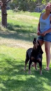 5.5M views · 296K reactions | The longer a dog is raised,the more it resembles its owner #funny #fpy #funnyvideos #dog #funnydog # | Dogs care | Facebook