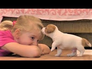 Funny Jack Russell Terrier puppies 4 weeks. Cute puppies / funny puppies.