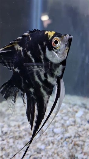 How to Breed Angel Fish at Home 🐠 | Easy Method