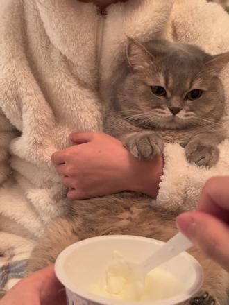 Charming German Cats That Speak