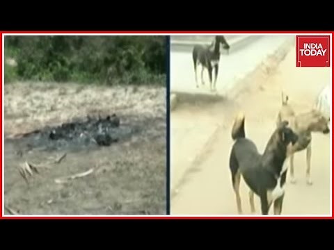 Dogs Burned Alive In Chennai