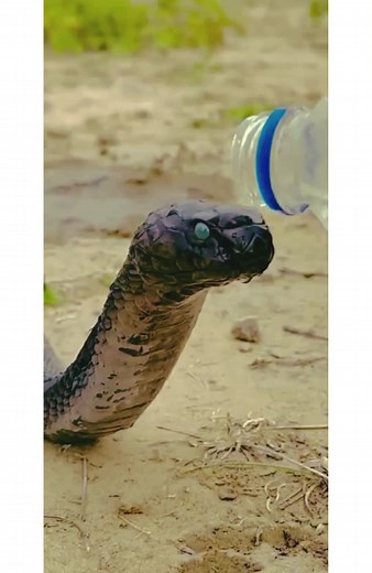 Snake Drinking Water from a Bottle in Nature