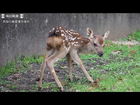 奈良公園でシカの赤ちゃん誕生 今年初