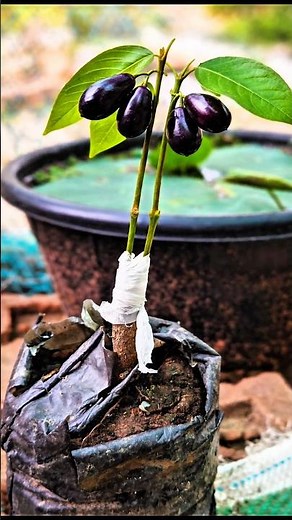 diy gardening grafting in a jamun plant 👍🪴🌱 #gardening #plant #grafting