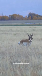 308K views · 1.1K reactions | The Pronghorn is the fastest hoofed animal in North America. They are able to reach speeds up to 60mph. There was a time when they had to escape predators like the now extinct American cheetah. #coloradoadventures #pronghorn #pronghornantelope #wildanimal #coloradowildlife #wildlifevideos #Colorado #nature #wildlifeonearth #reelsvideo #colorado #reels #animal #wildlifephotography #foryou #reelsfb #wildlife | Colorado Adventures | Facebook