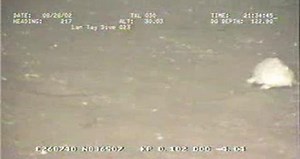 Strange animal walking on two feet