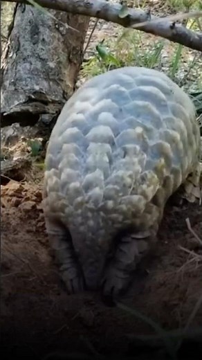 Pangolin – The Most Unique Animal You’ve Never Heard Of!