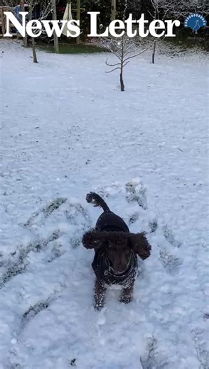 After his debut video bouncing through autumn leaves - check our reels - News Letter dog makes another appearance enjoying the recent snow | News Letter