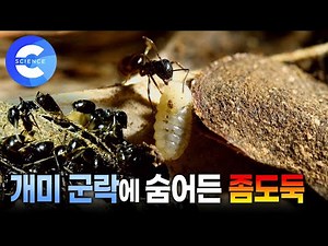 민냄새개미 군락에 숨어들어 먹이를 훔치는 '곡식좀나방'애벌레는 무사할 수 있을까? | 개미 | 나방