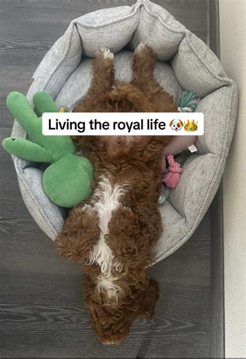 Living the Royal Life as a Spoiled Cockapoo