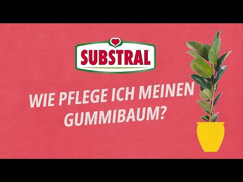 Gummibaum pflegen leicht gemacht!