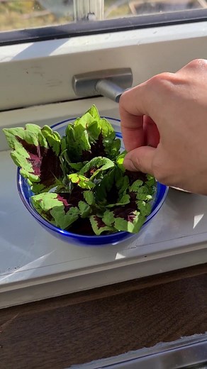 Beautiful way to propagate some plants #Coleus #propagation #hack #planthack #gardenhack