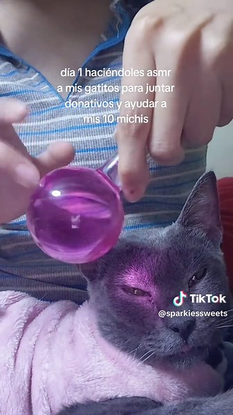 ASMR para gatitos: día 1 — cómo ayudar a mis 10 michis