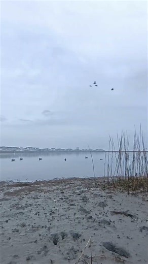 Duck hunting NJ. RetrieverCharter.com #njduckhunting #atlanticcity #duckhunting